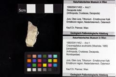 Foto (Objket + Etiketten) von Decapoda indet. 